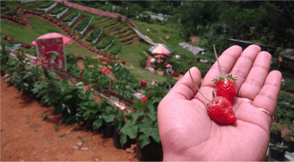 Strawberry de Cantipla Eco Farm